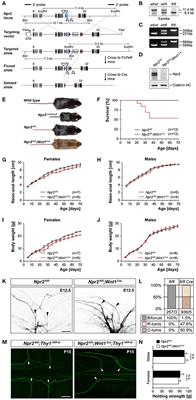 The Absence of Sensory Axon Bifurcation Affects Nociception and Termination Fields of Afferents in the Spinal Cord